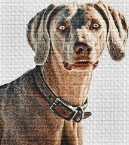 (image for) Weimaraner Beauty